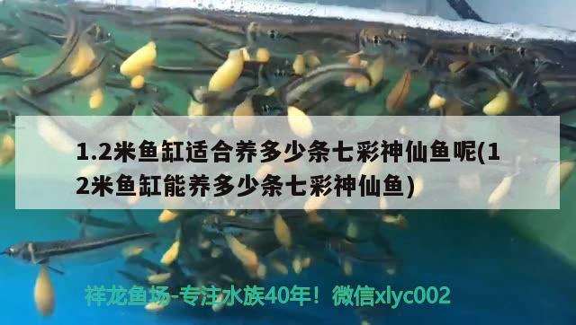 1.2米魚缸適合養(yǎng)多少條七彩神仙魚呢(12米魚缸能養(yǎng)多少條七彩神仙魚) 七彩神仙魚