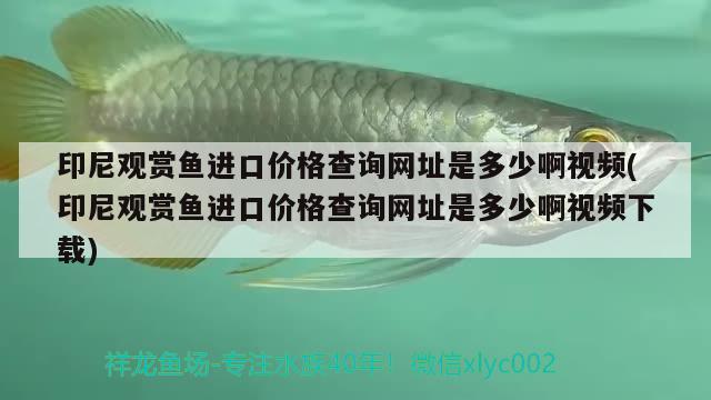 印尼觀賞魚進(jìn)口價(jià)格查詢網(wǎng)址是多少啊視頻(印尼觀賞魚進(jìn)口價(jià)格查詢網(wǎng)址是多少啊視頻下載) 觀賞魚進(jìn)出口