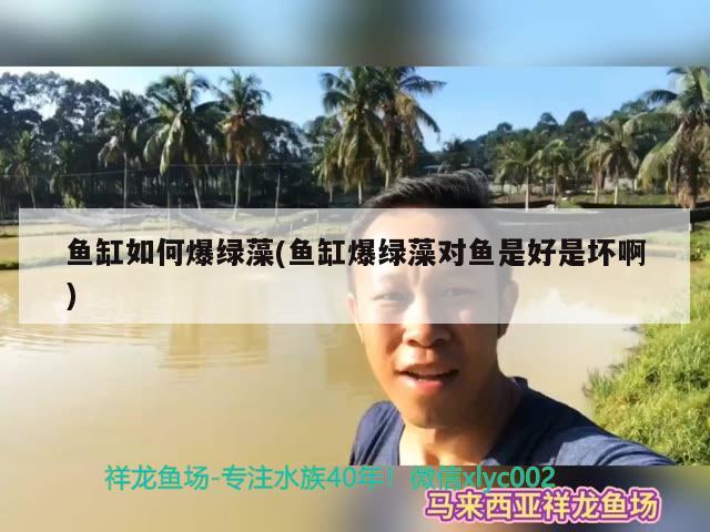 魚缸如何爆綠藻(魚缸爆綠藻對魚是好是壞啊)