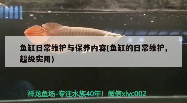 魚缸日常維護(hù)與保養(yǎng)內(nèi)容(魚缸的日常維護(hù),超級實(shí)用) 泰龐海蓮魚