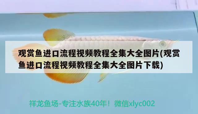 觀賞魚進口流程視頻教程全集大全圖片(觀賞魚進口流程視頻教程全集大全圖片下載) 觀賞魚進出口