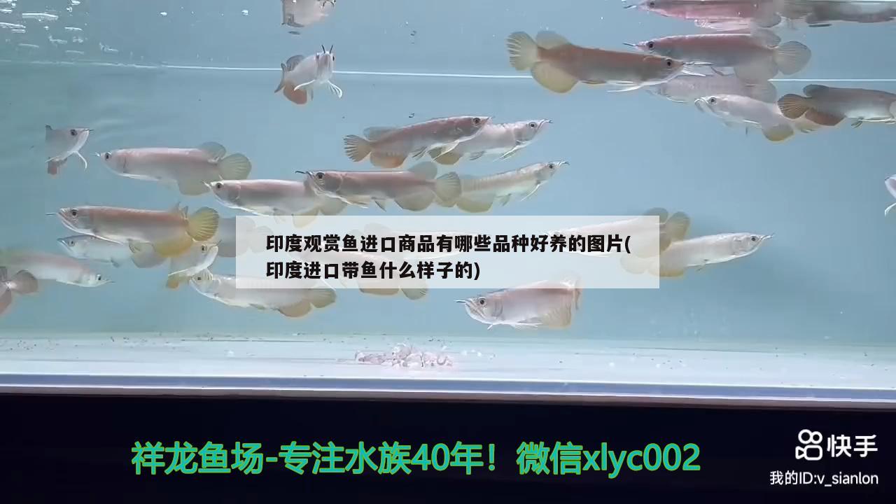 印度觀賞魚進(jìn)口商品有哪些品種好養(yǎng)的圖片(印度進(jìn)口帶魚什么樣子的) 觀賞魚進(jìn)出口