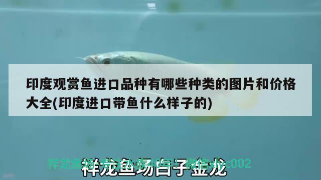 印度觀賞魚進(jìn)口品種有哪些種類的圖片和價(jià)格大全(印度進(jìn)口帶魚什么樣子的) 觀賞魚進(jìn)出口