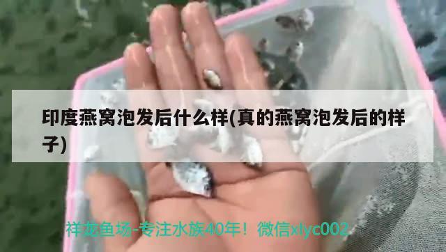 印度燕窩泡發(fā)后什么樣(真的燕窩泡發(fā)后的樣子) 馬來西亞燕窩