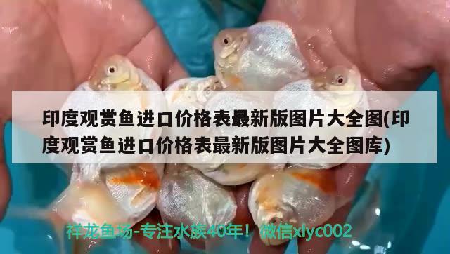 印度觀賞魚(yú)進(jìn)口價(jià)格表最新版圖片大全圖(印度觀賞魚(yú)進(jìn)口價(jià)格表最新版圖片大全圖庫(kù)) 觀賞魚(yú)進(jìn)出口