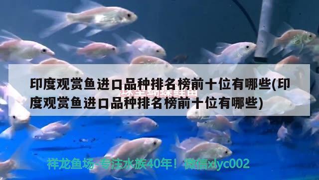 印度觀賞魚進(jìn)口品種排名榜前十位有哪些(印度觀賞魚進(jìn)口品種排名榜前十位有哪些)