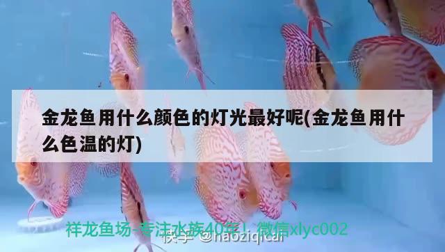 金龍魚用什么顏色的燈光最好呢(金龍魚用什么色溫的燈) 南美異形觀賞魚