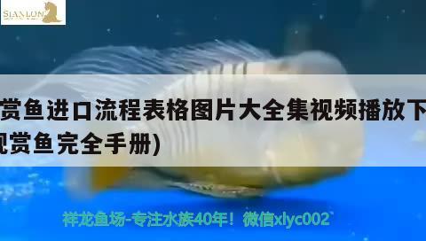 觀賞魚進口流程表格圖片大全集視頻播放下載(觀賞魚完全手冊) 觀賞魚進出口