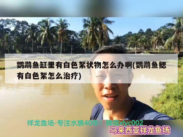 鸚鵡魚缸里有白色絮狀物怎么辦啊(鸚鵡魚鰓有白色絮怎么治療) 鸚鵡魚