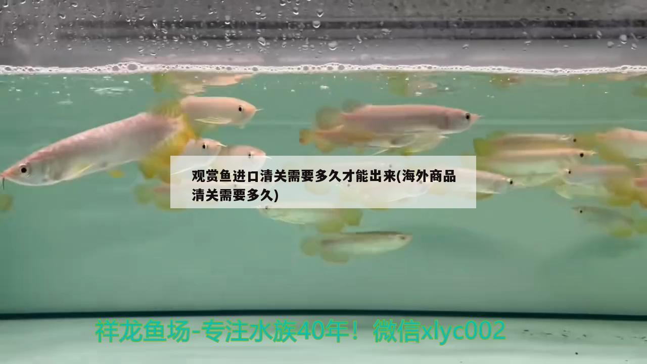 觀賞魚進(jìn)口清關(guān)需要多久才能出來(lái)(海外商品清關(guān)需要多久) 觀賞魚進(jìn)出口