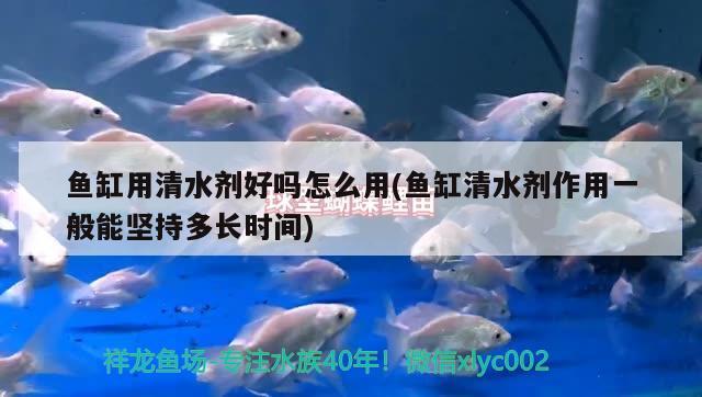 魚缸用清水劑好嗎怎么用(魚缸清水劑作用一般能堅持多長時間) 黑水素