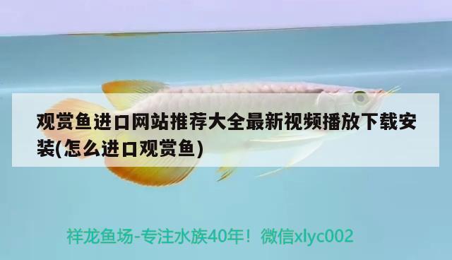 觀(guān)賞魚(yú)進(jìn)口網(wǎng)站推薦大全最新視頻播放下載安裝(怎么進(jìn)口觀(guān)賞魚(yú)) 觀(guān)賞魚(yú)進(jìn)出口