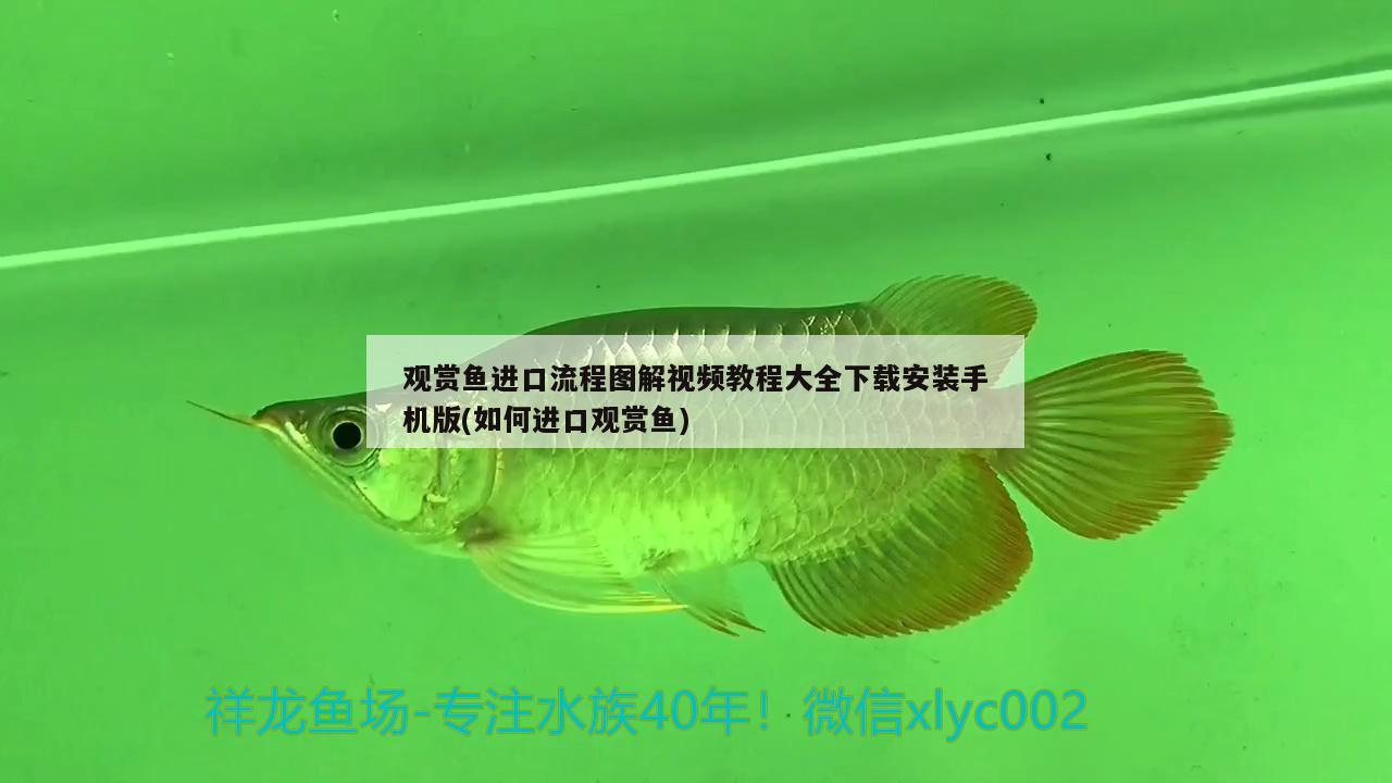 觀賞魚進(jìn)口流程圖解視頻教程大全下載安裝手機(jī)版(如何進(jìn)口觀賞魚) 觀賞魚進(jìn)出口