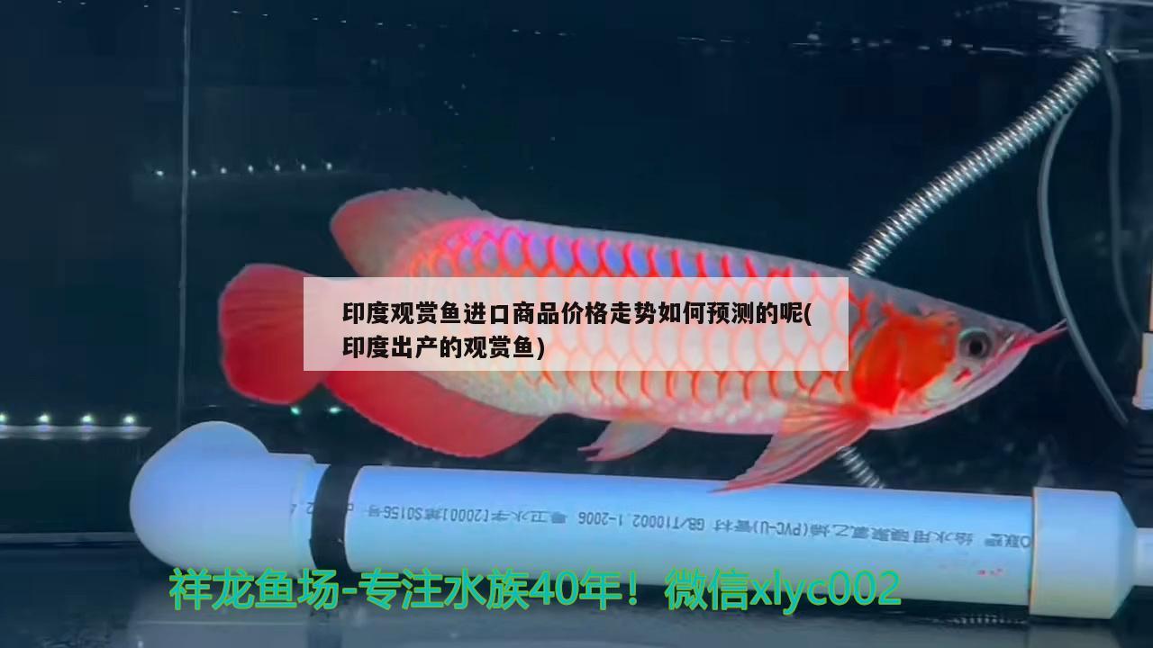 魚缸水質(zhì)清澈劑的原理 魚缸水質(zhì)清澈劑的原理是什么 帝王血鉆 第2張