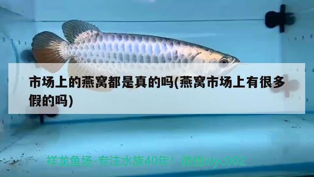 市場上的燕窩都是真的嗎(燕窩市場上有很多假的嗎) 馬來西亞燕窩