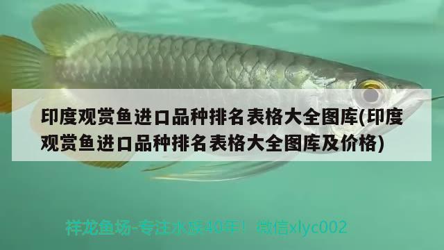 印度觀賞魚(yú)進(jìn)口品種排名表格大全圖庫(kù)(印度觀賞魚(yú)進(jìn)口品種排名表格大全圖庫(kù)及價(jià)格) 觀賞魚(yú)進(jìn)出口