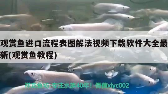 觀賞魚進(jìn)口流程表圖解法視頻下載軟件大全最新(觀賞魚教程)