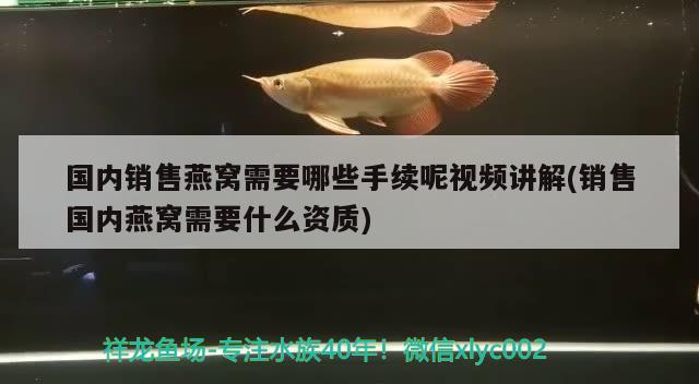 興安盟觀賞魚市場考驗眼力的時候到啦