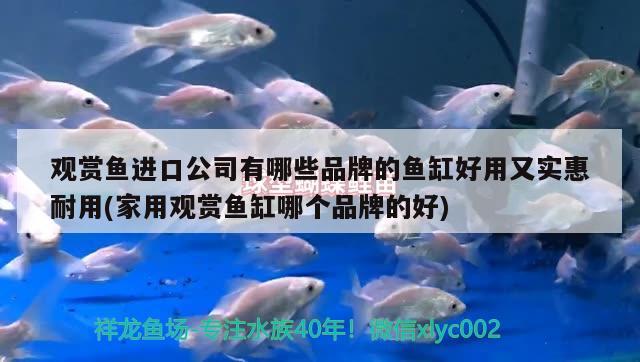 觀賞魚進口公司有哪些品牌的魚缸好用又實惠耐用(家用觀賞魚缸哪個品牌的好) 觀賞魚進出口