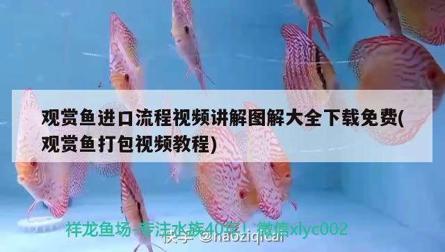 觀賞魚進(jìn)口流程視頻講解圖解大全下載免費(fèi)(觀賞魚打包視頻教程) 觀賞魚進(jìn)出口