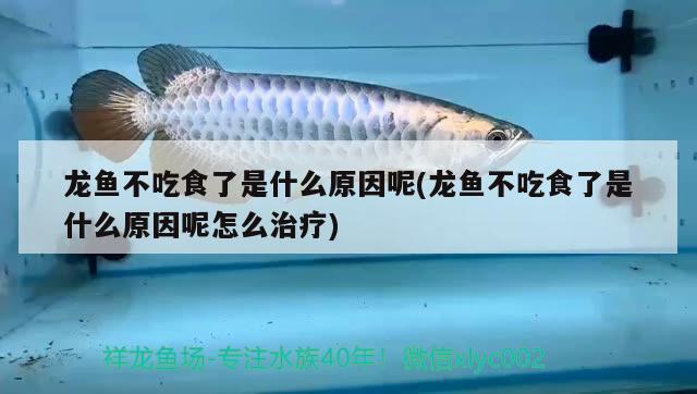 龍魚不吃食了是什么原因呢(龍魚不吃食了是什么原因呢怎么治療)