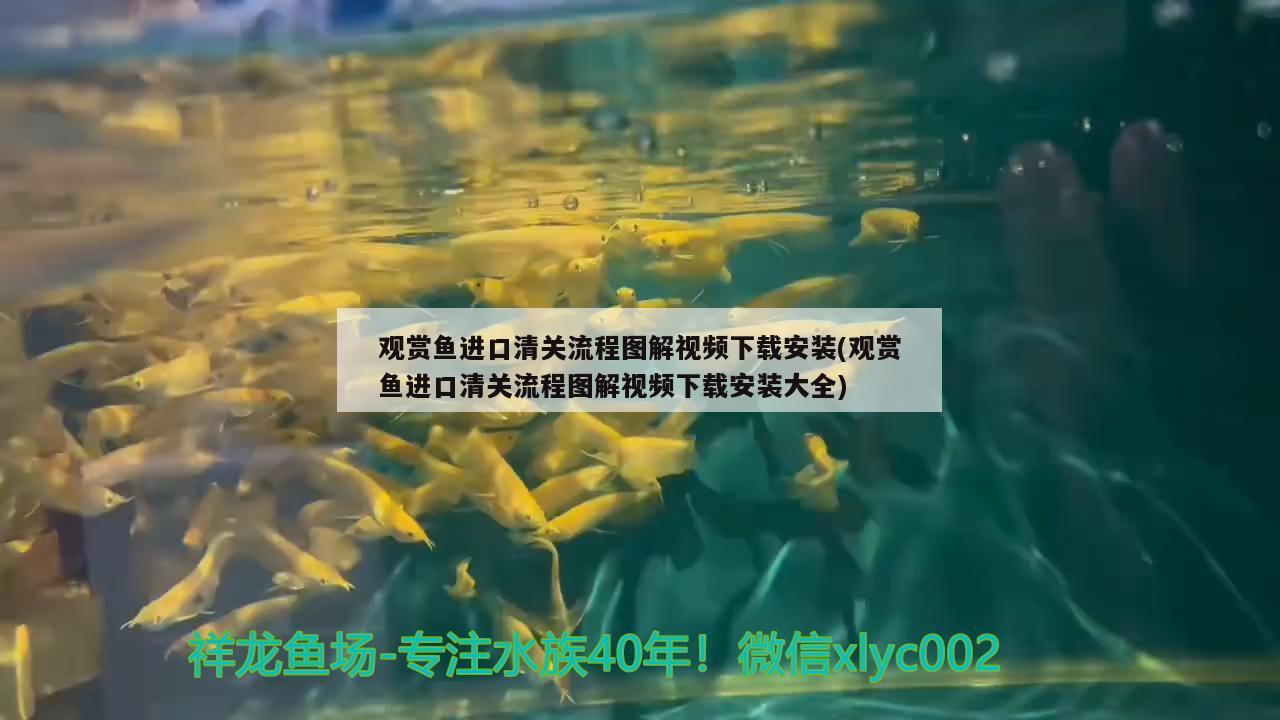 觀賞魚進(jìn)口清關(guān)流程圖解視頻下載安裝(觀賞魚進(jìn)口清關(guān)流程圖解視頻下載安裝大全) 觀賞魚進(jìn)出口