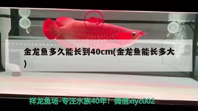 金龍魚多久能長到40cm(金龍魚能長多大) 綠皮辣椒小紅龍