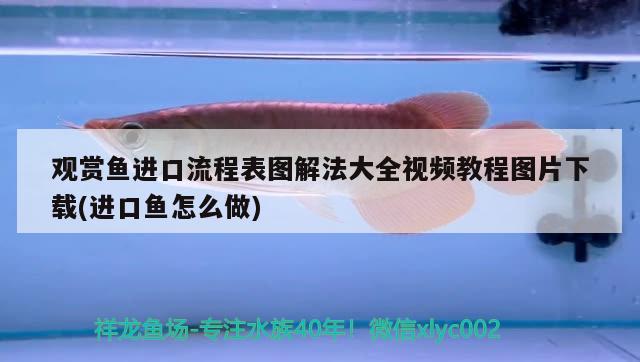 龍魚怎么分公母(龍魚如何分公母圖解) 觀賞魚 第2張