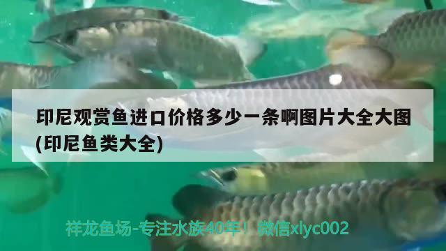 印尼觀賞魚進口價格多少一條啊圖片大全大圖(印尼魚類大全) 觀賞魚進出口