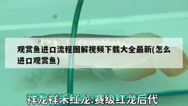 觀賞魚(yú)進(jìn)口流程圖解視頻下載大全最新(怎么進(jìn)口觀賞魚(yú)) 觀賞魚(yú)進(jìn)出口