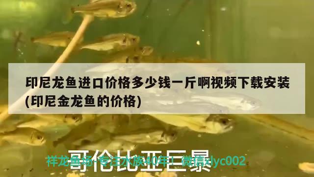 印尼龍魚進(jìn)口價(jià)格多少錢一斤啊視頻下載安裝(印尼金龍魚的價(jià)格) 觀賞魚進(jìn)出口