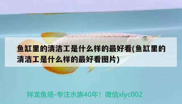 魚缸里的清潔工是什么樣的最好看(魚缸里的清潔工是什么樣的最好看圖片) 水族世界