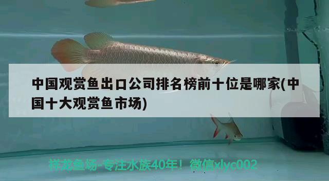 中國觀賞魚出口公司排名榜前十位是哪家(中國十大觀賞魚市場)