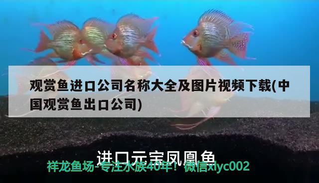 觀賞魚進口公司名稱大全及圖片視頻下載(中國觀賞魚出口公司)