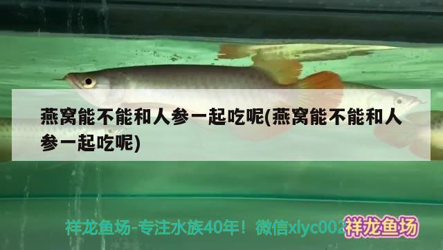 燕窩能不能和人參一起吃呢(燕窩能不能和人參一起吃呢) 馬來西亞燕窩