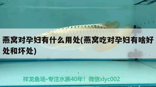 龍魚水溫多少度最好：龍魚水溫要多少度