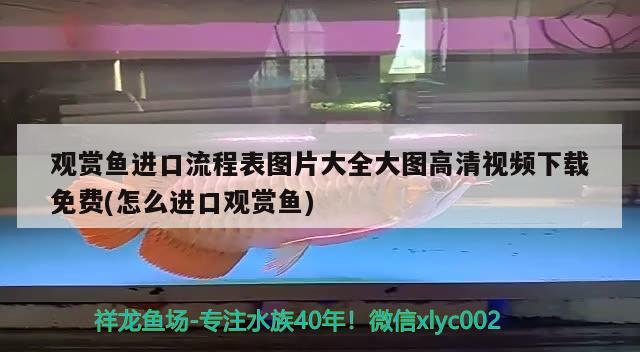 觀賞魚進口流程表圖片大全大圖高清視頻下載免費(怎么進口觀賞魚) 觀賞魚進出口