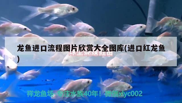 龍魚進口流程圖片欣賞大全圖庫(進口紅龍魚) 觀賞魚進出口