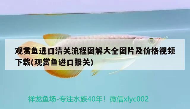 龍魚水溫多少度最好：龍魚水溫要多少度