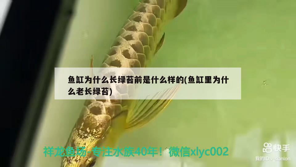 魚缸為什么長綠苔前是什么樣的(魚缸里為什么老長綠苔) 吉羅魚批發(fā)