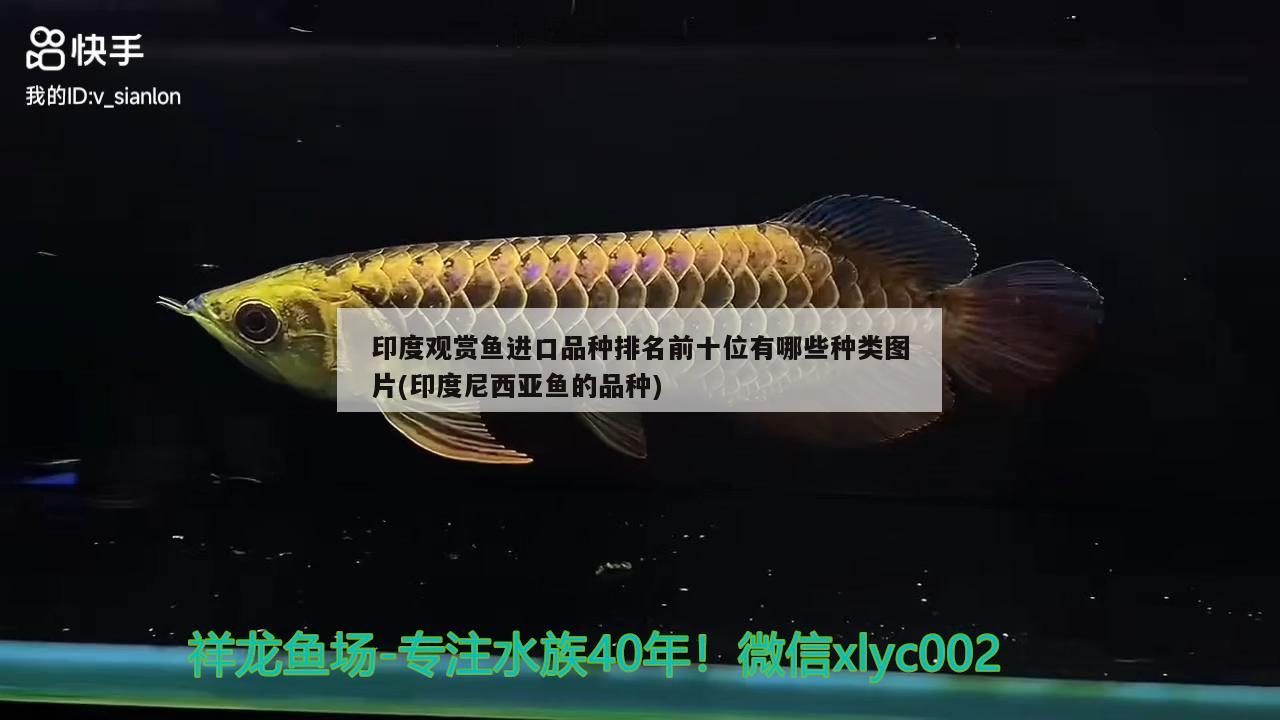 印度觀賞魚進(jìn)口品種排名前十位有哪些種類圖片(印度尼西亞魚的品種)