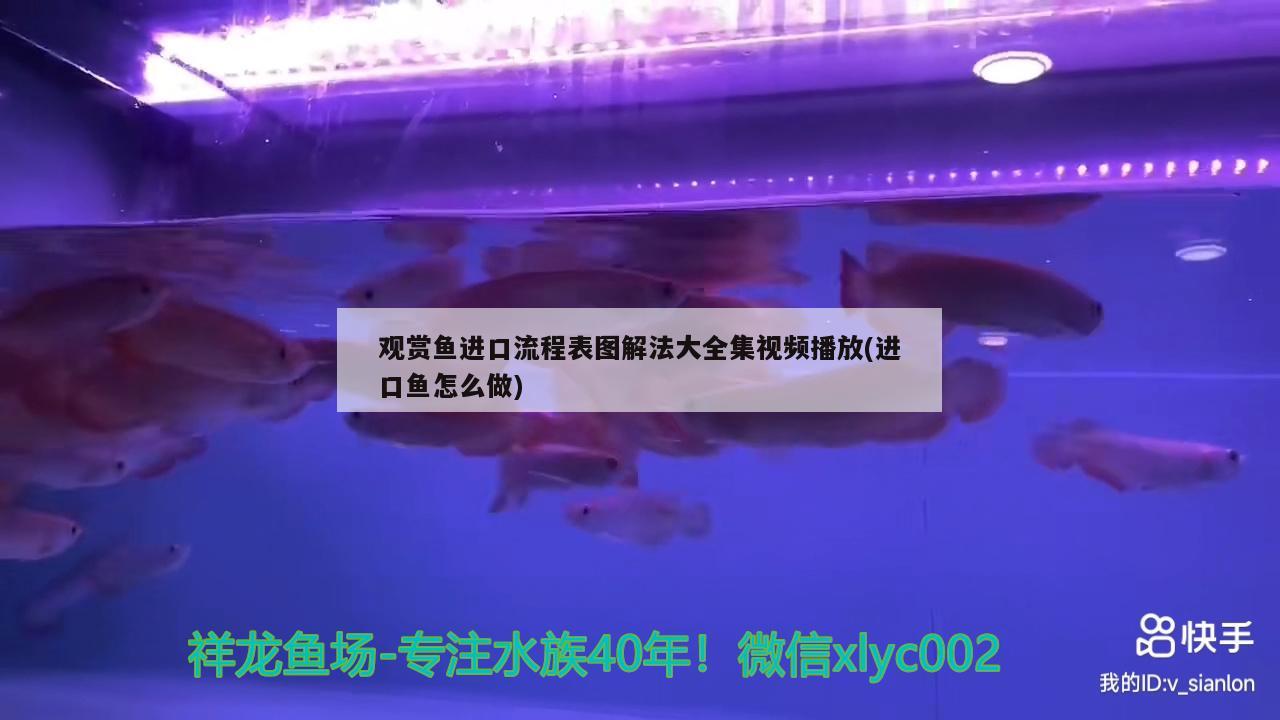 觀賞魚(yú)進(jìn)口流程表圖解法大全集視頻播放(進(jìn)口魚(yú)怎么做)