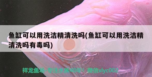 魚缸可以用洗潔精清洗嗎(魚缸可以用洗潔精清洗嗎有毒嗎) 紅白錦鯉魚