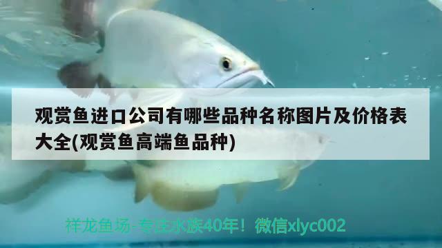 觀賞魚進口公司有哪些品種名稱圖片及價格表大全(觀賞魚高端魚品種) 觀賞魚進出口