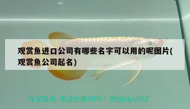 觀賞魚進(jìn)口公司有哪些名字可以用的呢圖片(觀賞魚公司起名) 觀賞魚進(jìn)出口