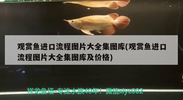 觀(guān)賞魚(yú)進(jìn)口流程圖片大全集圖庫(kù)(觀(guān)賞魚(yú)進(jìn)口流程圖片大全集圖庫(kù)及價(jià)格) 觀(guān)賞魚(yú)進(jìn)出口