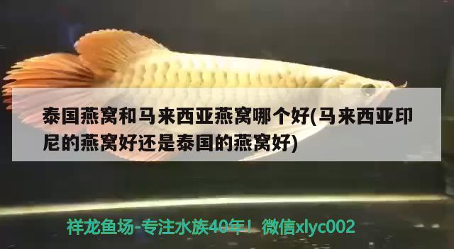 1.2米魚缸造景效果圖視頻（天堂鳥花的養(yǎng)殖方法） 祥龍水族濾材/器材 第1張