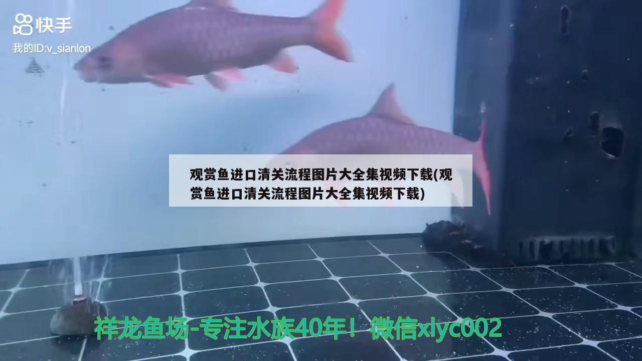 觀賞魚進口公司有哪些品種名稱及價格表(觀賞魚名貴品種)