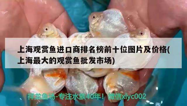 上海觀賞魚進口商排名榜前十位圖片及價格(上海最大的觀賞魚批發(fā)市場)