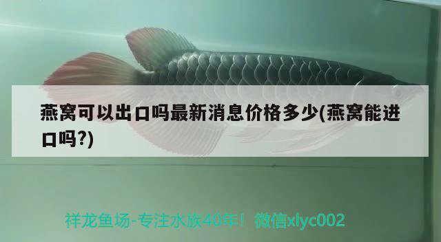 觀賞魚(yú)進(jìn)口流程圖片視頻講解大全下載安裝(魚(yú)類觀賞視頻) 觀賞魚(yú)進(jìn)出口